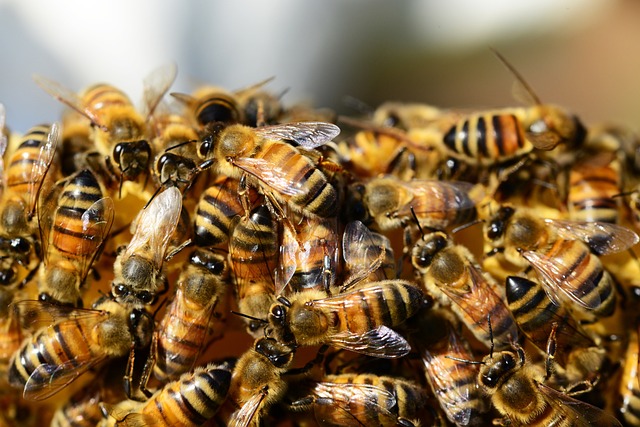 Jak tworzyć ogród przyjazny pszczołom
